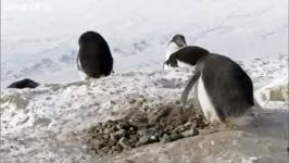 پنگوئن مجرم در حال دزدی www.behsharik.com