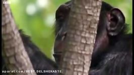 آزار اذیت شامپانزه جوان توسط دیگر شامپانزه ها 