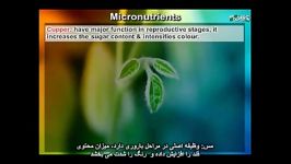 عناصر کم مصرف Micro Nutrient