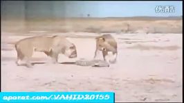جنگ نبرد دیدنی بین 2 شیر جسور یک بچه تمساح