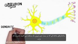 یاخته عصبی یا نورون چیست؟