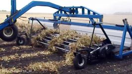 Kidney Bean Harvest 2011