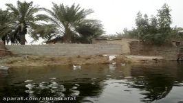 پرورش گاومیش شادگان خوزستان Buffalo Khuzestan Iran