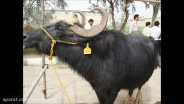 جشنواره گاومیش اهواز سال 1388 Iranian Water Buffalo