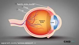 ساختار چشم انسان  آناتومی چشم