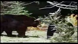 خرس گریزلی vs خرس سیاه