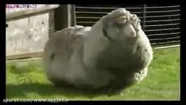 معروفترین گوسفند دنیا