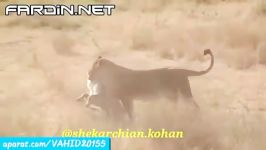 جنگ نبرد دیدنی بین شیرها کفتار شکار شدنِ کفتار