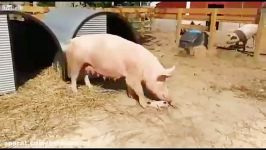 زنده خواری وحشیانه بچه خوک توسط خوک مادر