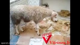 خودکشی گوسفند به خاطر فرار قربانی شدنمجله ویترینو