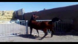 اسب در باشگاه طاووس رفسنجان