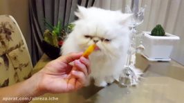 پانی گربه بامزه2 persian cat