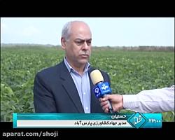 کشت 10هزار هکتار محصول سویا در پارس آباد