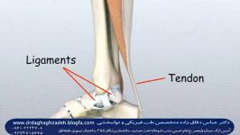 ساختمان مفصل مچ پا واستخوان های پا،دکتر دقاق زاده