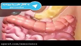 مراحل هضم غذا حتما ببینید