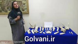 فسیل های 7 میلیون ساله لرستان