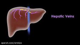 Liver Structure and the Flow of Blood and Bile Master