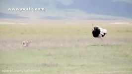 نبرد شترمرغ شیرماده