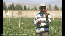 کشت گوجه فرنگی  برنامه تلویزیونی تلاش سبز
