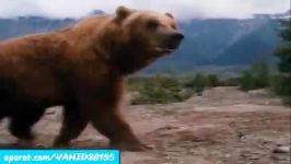 جنگ نبرد دیدنی بین خرس گرگکلیپ جالب دیدنی