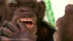 دنیای گرویل شانپانزه ها