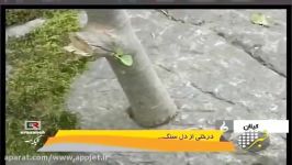 ‫درختی عجیب دل سنگ در ایران Strange tree in stone‬