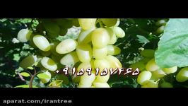 انگور حسینی،نهال انگور حسینی،نهالستان پارس