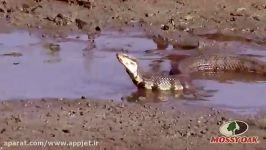 مار افعی نوع cottonmouth