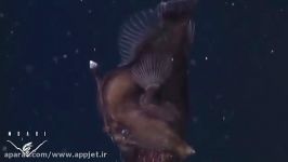 نخستین تصاویر ماهی عجیب ترسناک Anglerfish