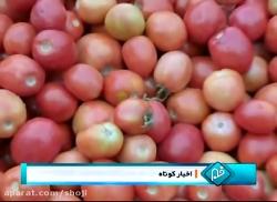 برداشت 75هزار تن گوجه فرنگی مزارع پارس آباد