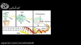 محصولات تراریخته یا دستکاری شده