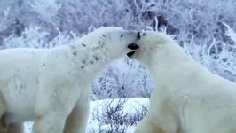 نبرد خرسهای قطبی