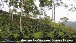 From Our Coffee Farm To Your Coffee Cup