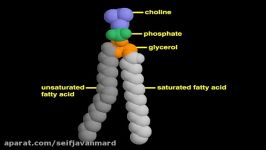 ساختار لیپیدها Lipids