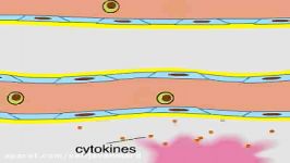 نقش گلبول های سفید لوکوسیت ها سیتوکاین ها