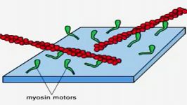 حرکت اکتین روی موتورهایی به نام میوزین