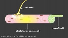 سیگنال عصبی تا اعمال سلول ماهیچه