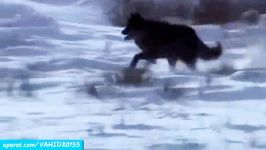 شکار دیدنی گوزن شاخ دار توسط 5 گرگ وحشی درنده