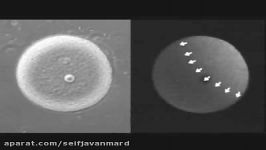 تاثیر یون کلسیم در نفوذناپذیر شدن تخمک در مقابل اسپرم