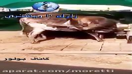 گاوی به خوردن شیر خودش عادت کرده