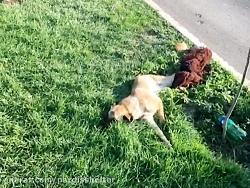 سگ بینوای تصادفی در شهرک نور نجات داده شد