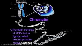 انیمیشن ساختار کروموزوم
