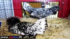 مرغ خروس پلند بنتام نقره ای poland Bantam silver