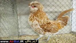 مرغ خروس پلند بنتام زرد نخودیpoland Bantam buff