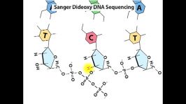 توالی یابی DNA به روش سانجر