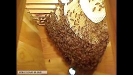 نحوه موم دوزی طبیعی زنبور عسل بدون برگه موم