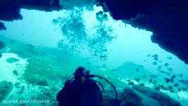 GoPro petting tiger sharks