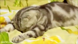 Funny Cats Compilation One Hour long   NEW in HD 201