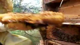 برداشت عسل طبیعی یک کندوی طبیعی در یک خانه قدیمی