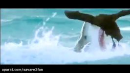 شکار عجیب حیرت انگیز مرغ دریایی توسط کوسه سفید مخوف